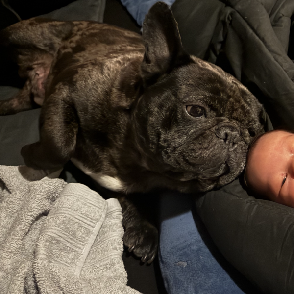 Hugo uit Heerlen zoekt een Hondenoppas