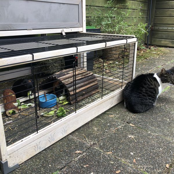Mila, Pip uit Den Haag zoekt een huisdierenoppas
