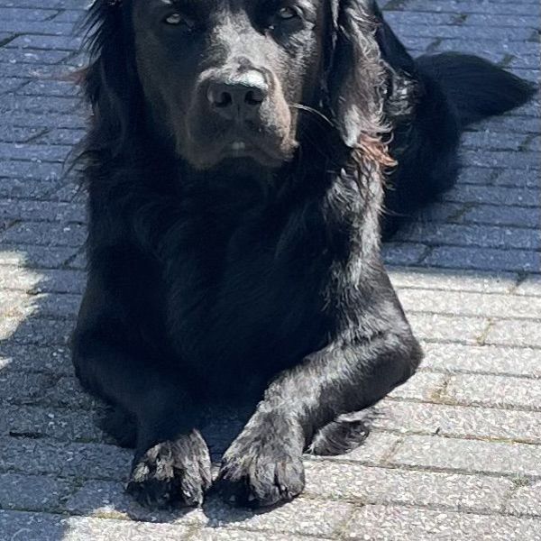 Milo uit Nieuwlande zoekt een Hondenoppas