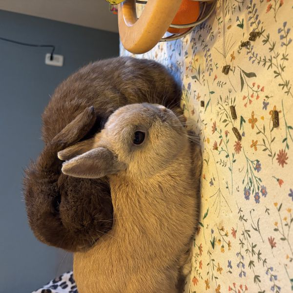 Simba en Nala ram en voedster, Simba en Nala, Simba en Nala uit Hardinxveld-Giessendam zoekt een Knaagdierenoppas