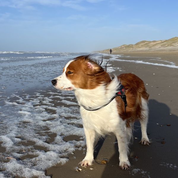 Max uit Alkmaar zoekt een Hondenoppas