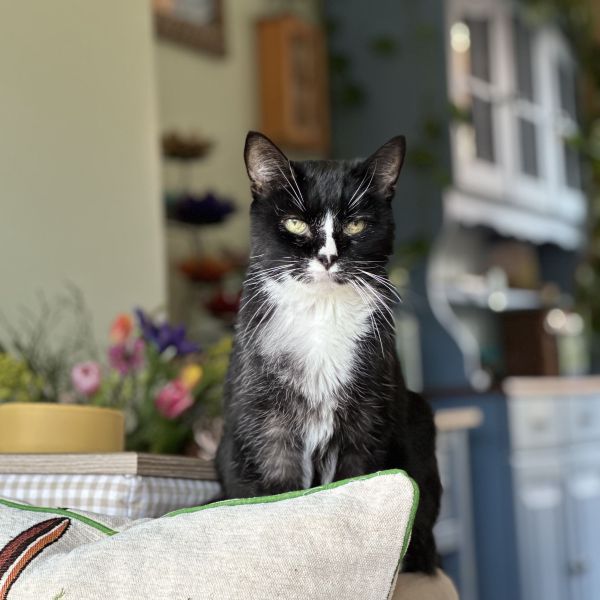 Neptune uit Bussum zoekt een Kattenoppas