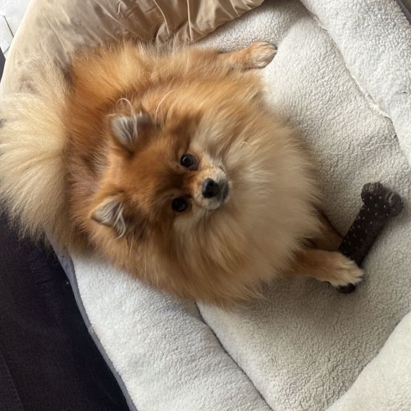 Pablo uit Tilburg zoekt een Hondenoppas