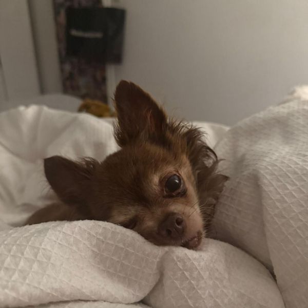 Lou, Olivia uit Almere zoekt een huisdierenoppas