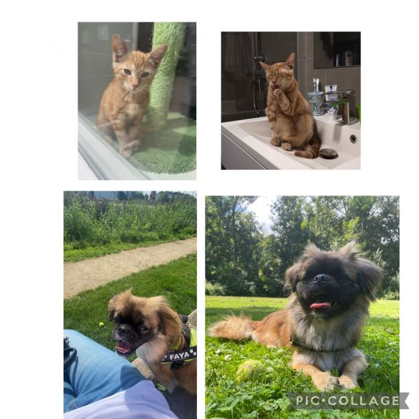 Huisdierenoppas Denise uit Capelle Aan Den Ijssel