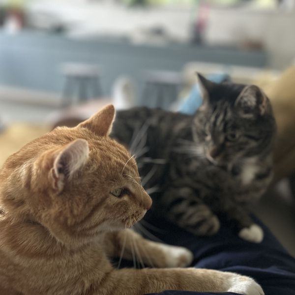 Gijs, Jessie uit Eelderwolde zoekt een Kattenoppas