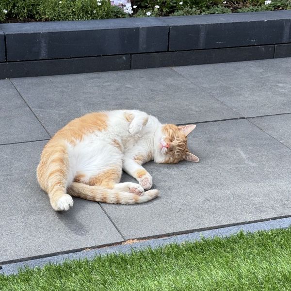 Bill uit Doetinchem zoekt een Kattenoppas