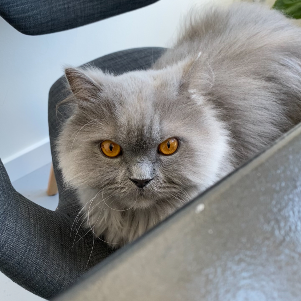 Gijs uit Amersfoort zoekt een Kattenoppas