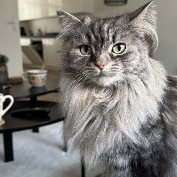Zoë, Kiara uit Uden zoekt een Kattenoppas