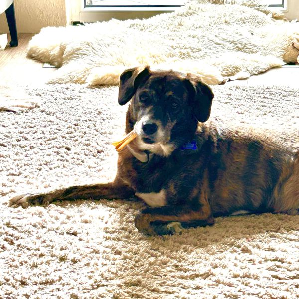 Bobbi uit Maassluis zoekt een Hondenoppas