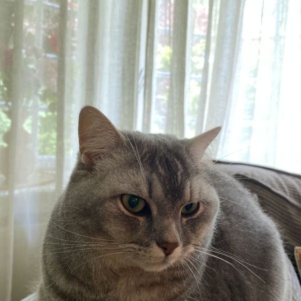 Mini uit Den Haag, The Hague zoekt een Kattenoppas