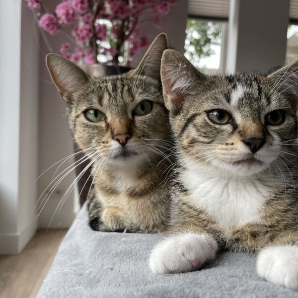 Billie en Mikkie uit Purmerend zoekt een Kattenoppas
