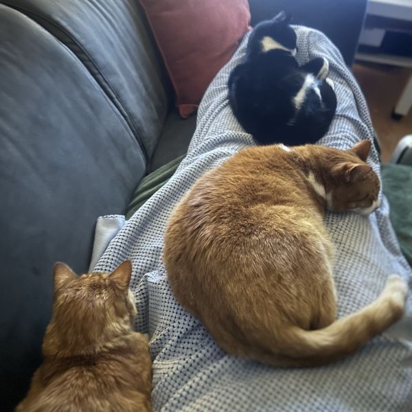 Sjors, Pip & Moes uit Lisse zoekt een Kattenoppas