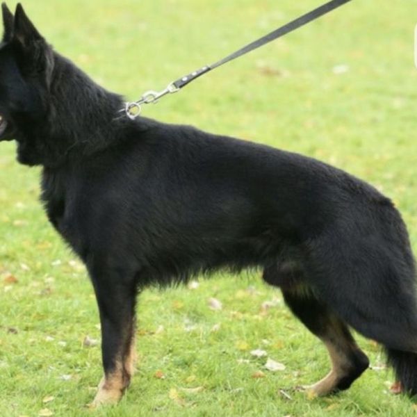 Noxx uit Oss zoekt een Hondenoppas