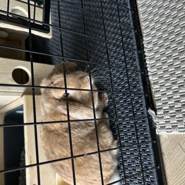 Sammie, Leon uit Leiden zoekt een Knaagdierenoppas