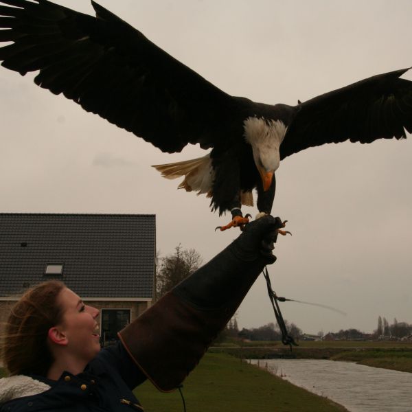 Huisdierenoppas romaysa uit Stellendam