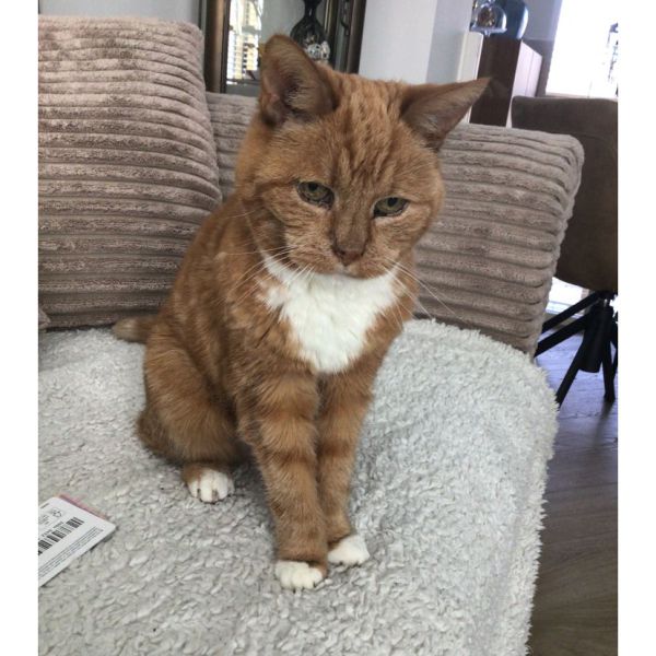 Tijger uit Vianen zoekt een Kattenoppas