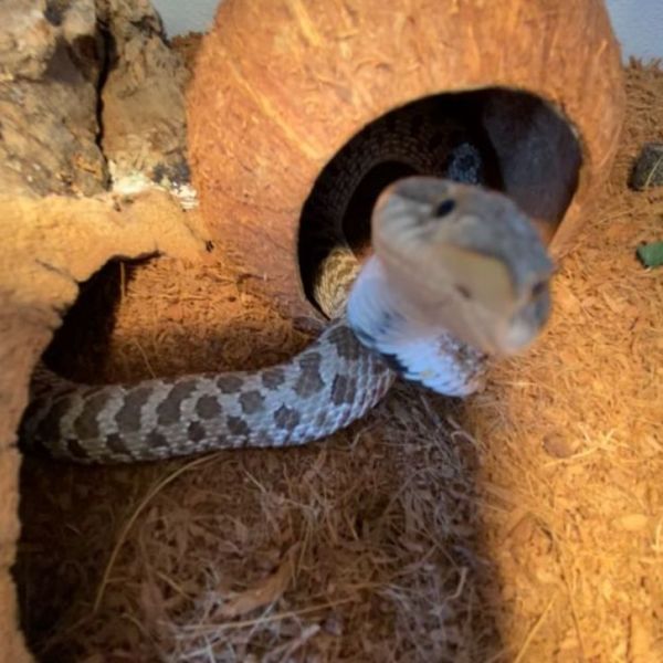 Bean uit Den Haag zoekt een Reptielenoppas