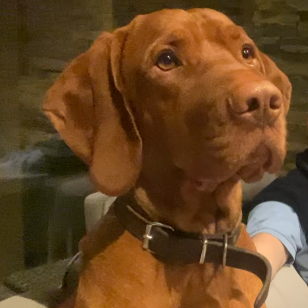 Ralph uit Groesbeek zoekt een Hondenoppas