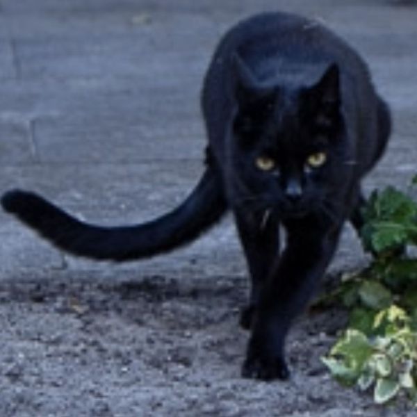 Noekie, Boris, Tommie uit Terheijden zoekt een Kattenoppas