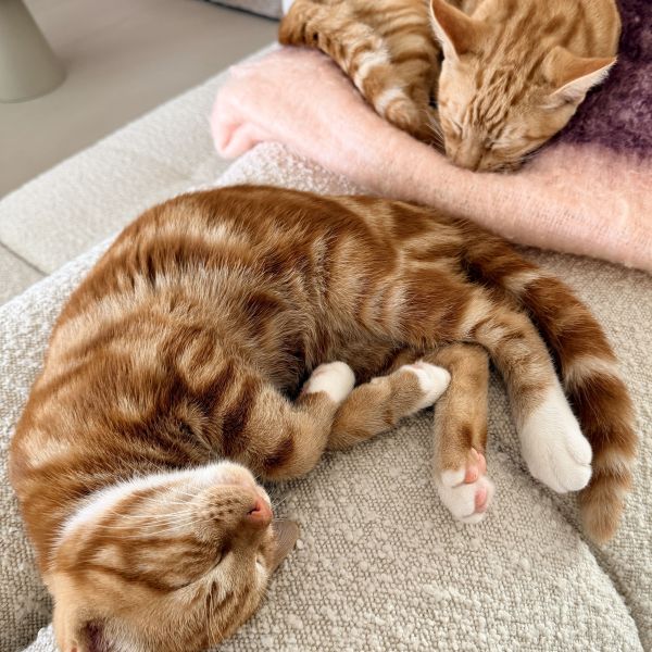 Pom & Ole uit Ulvenhout zoekt een Kattenoppas