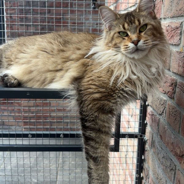 Goldy uit Meppel zoekt een Kattenoppas