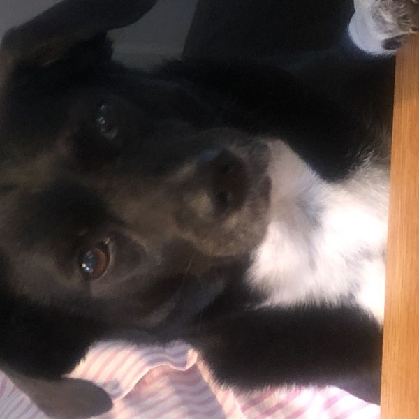 Chica uit Oisterwijk zoekt een Hondenoppas