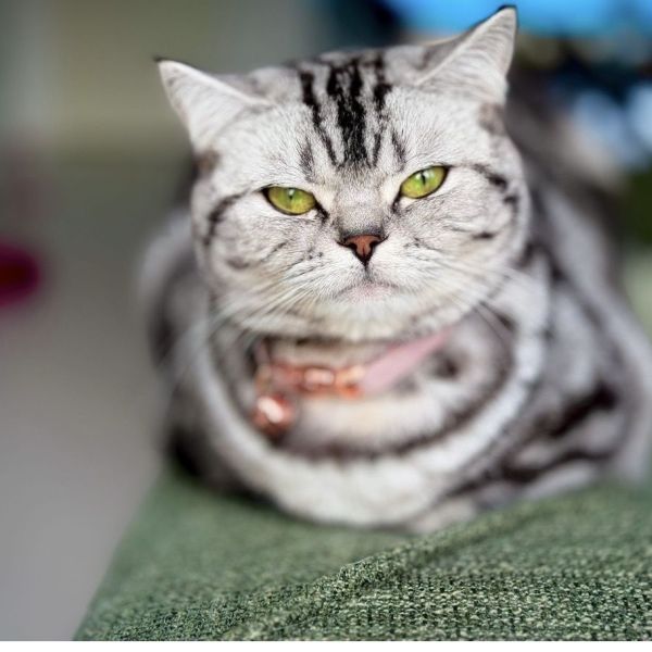 Kattenoppas Kattenoppas uit Terneuzen