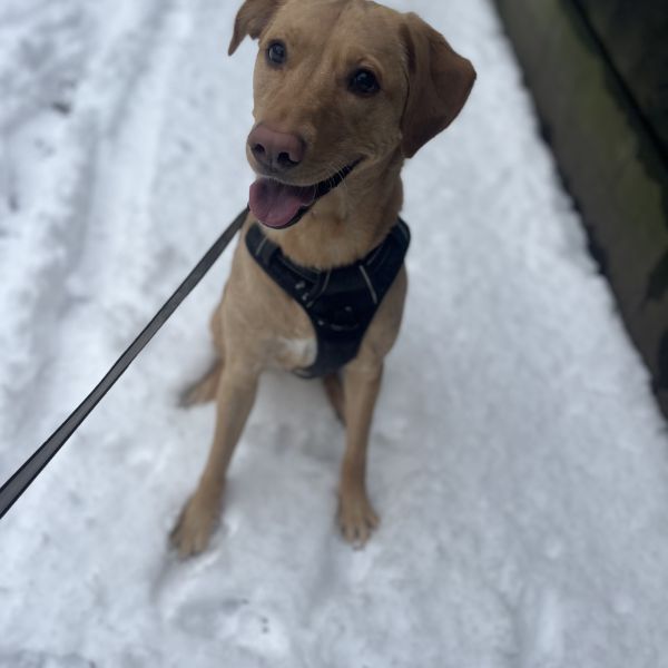 Hondenoppas Nikkie uit Annen