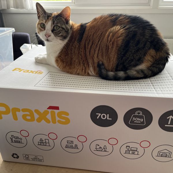 Nala, Dory uit Capelle Aan Den Ijssel zoekt een Kattenoppas