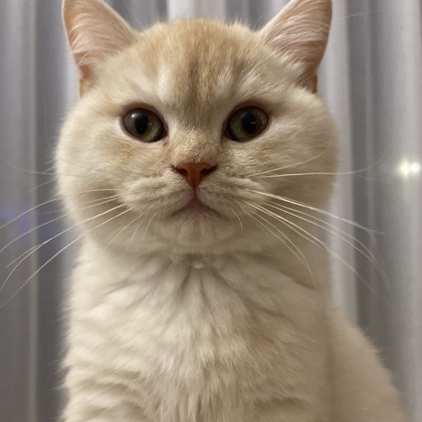 Olga uit Etten-Leur zoekt een huisdierenoppas