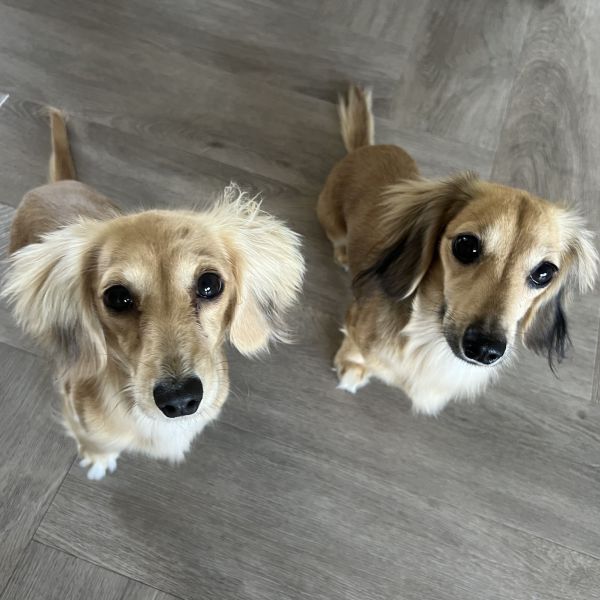 Lola, Daisy, Bella uit Den Haag zoekt een Hondenoppas