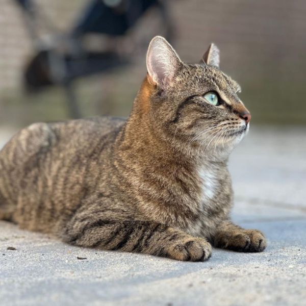 Kiki, Kiki uit Eindhoven zoekt een Kattenoppas