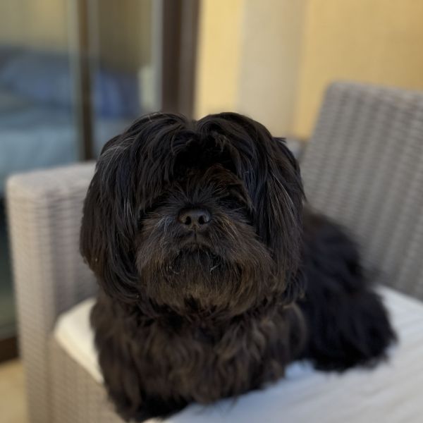 Cooper, Cooper uit Valkenburg, Zh zoekt een Hondenoppas