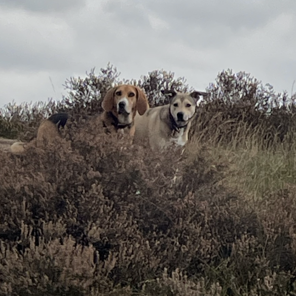 Nalu en billy, Billy en nalu uit Rozendaal zoekt een Hondenoppas