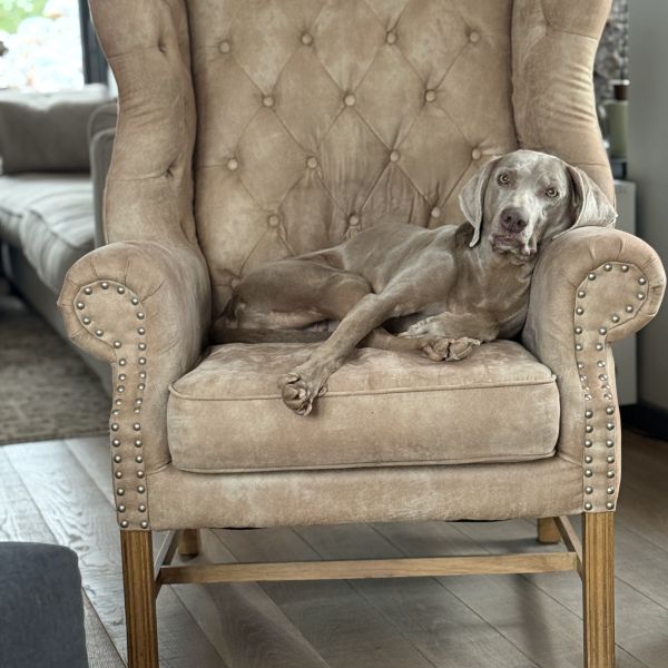 Esrah uit Wedde zoekt een Hondenoppas