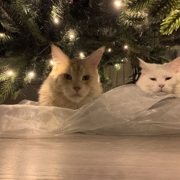 Roady en Bowie, Sam/epke, en Fuzzy uit Tytsjerk zoekt een Kattenoppas