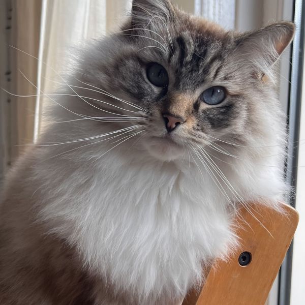 Gijs uit Utrecht zoekt een Kattenoppas