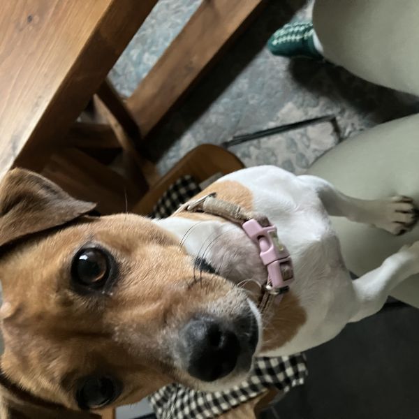 Huisdierenoppas Maya uit Geesteren, Gelderland