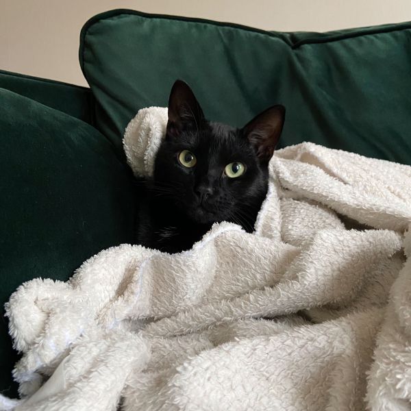 Flip uit Rotterdam zoekt een Kattenoppas