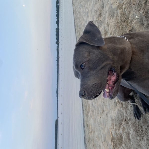 Jackie uit Arnhem zoekt een Hondenoppas