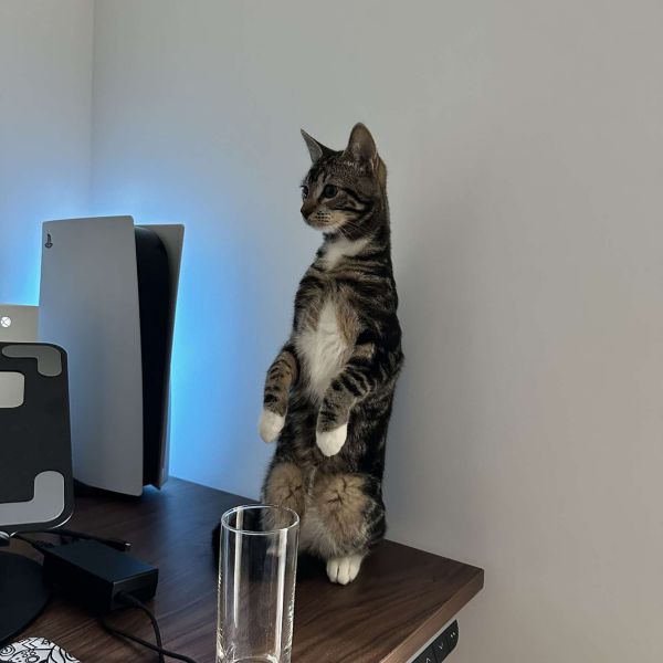 Mojo, Mila uit Amersfoort zoekt een Kattenoppas
