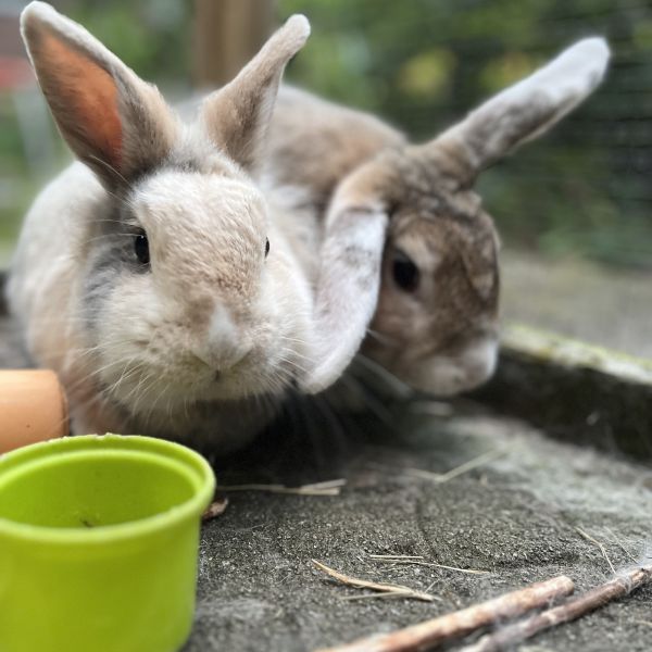 Marley, Wando uit Apeldoorn zoekt een Knaagdierenoppas