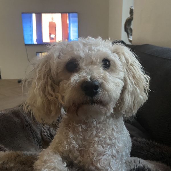 Ted(dy) uit Mill zoekt een Hondenoppas
