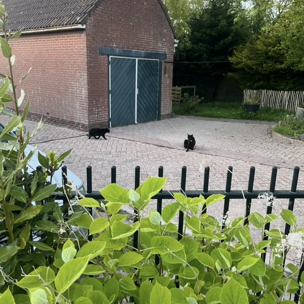 Athina/Puma/Panther uit Westerland zoekt een Kattenoppas