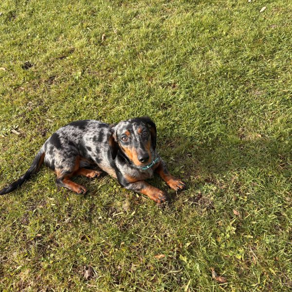 Pluto uit Utrecht zoekt een Hondenoppas