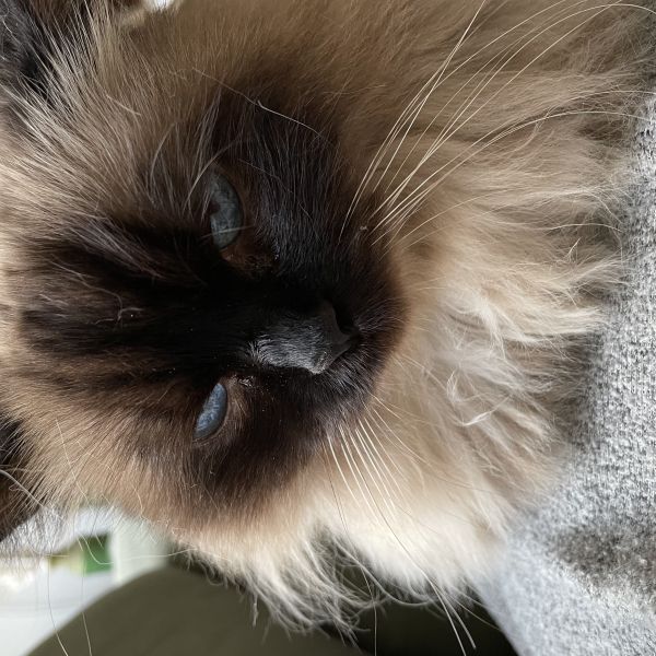 Coco, Charlie uit Soest zoekt een Kattenoppas