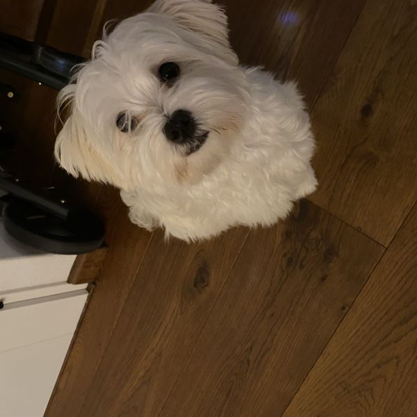 Snowy uit Nieuw-Vennep zoekt een Hondenoppas