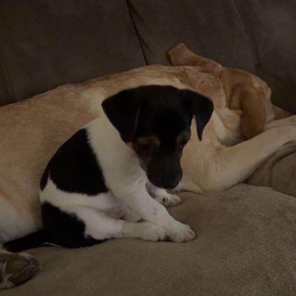 Hondenoppas Justin uit Elst, Utrecht