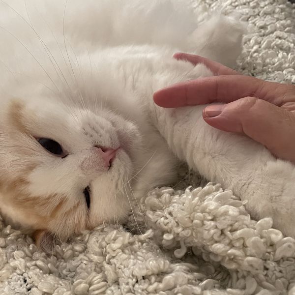 Boaz uit Dongen zoekt een Kattenoppas